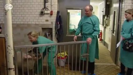 Gerontología: estrés durante el embarazo | Visión futuro