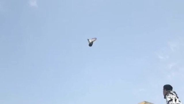 sefer güvercini oyun kuşu taklacı