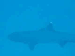requin reef shark