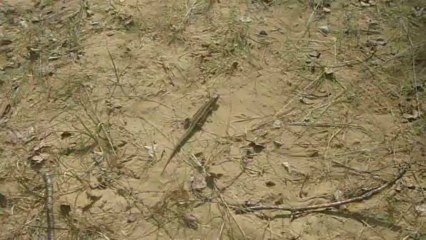 A Sand Lizard