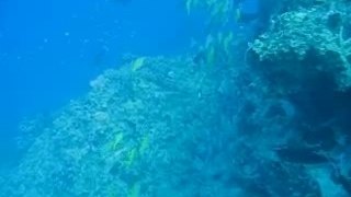 plongée barrière corail
