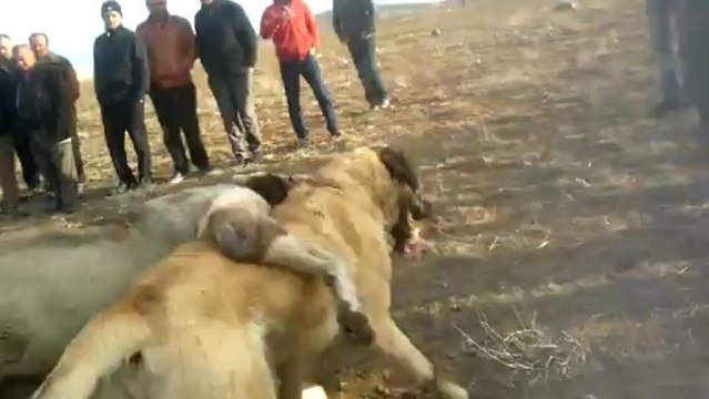 Yıkamacı Muharremin Karabaş Ve Kemerisarlı Tango