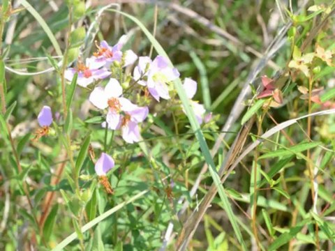 20 Acres Commercial Real Estate Development Land for on Sale on Bailey St off Eastline Rd in White County, Arkansas| Mossy Oak Properties Cache River Land & Farm Real Estate