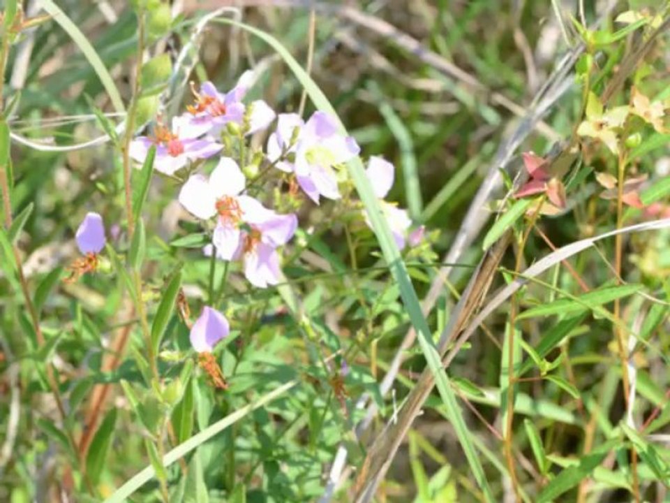 20 Acres Commercial Real Estate Development Land for on Sale on Bailey St off Eastline Rd in White County, Arkansas| Mossy Oak Properties Cache River Land & Farm Real Estate