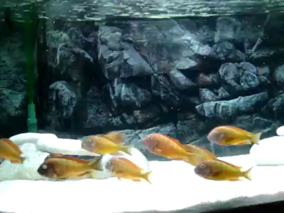 İLANGİLERİM  23/04/2013