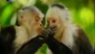 Inteligencia animal: Cooperacion (Monos capuchinos)