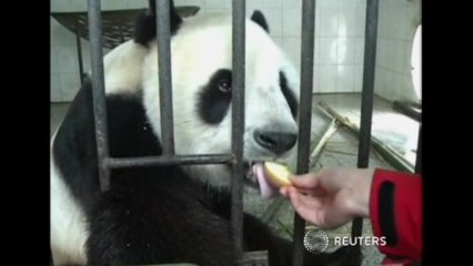 Panda attempts to climb tree during quake