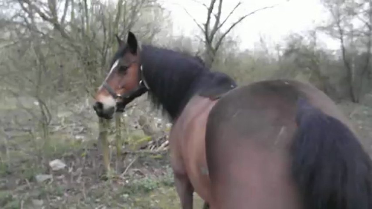 poney de retour a la maison