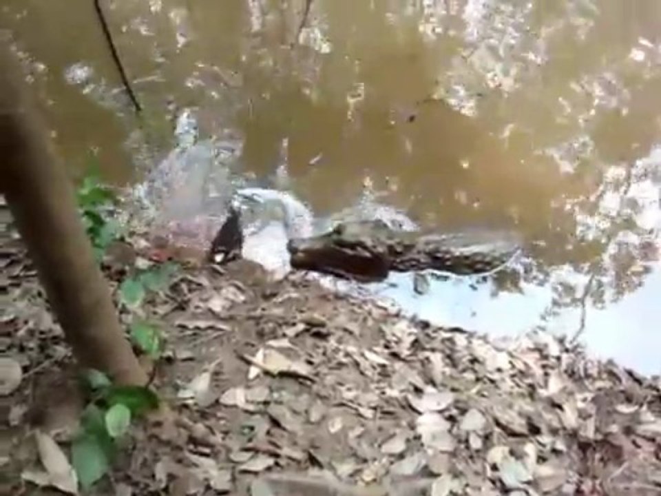 Un crocodile attaque une anguille électrique.