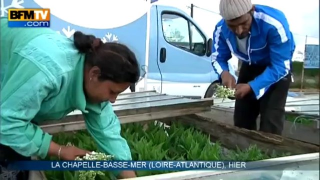 1er mai: le muguet prêt juste à temps - 24/04