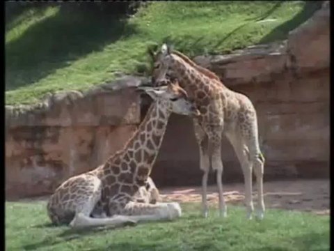 Bioparc Valencia: conoce a las nuevas crías (primavera 2013)