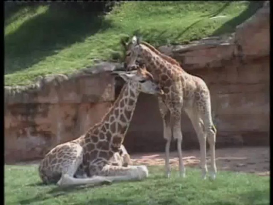 Bioparc Valencia: conoce a las nuevas crías (primavera 2013)
