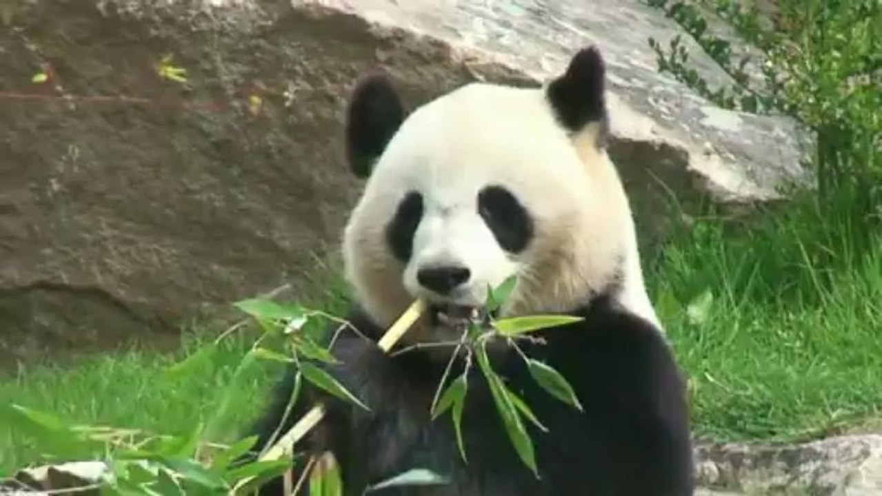 Zoo de Beauval