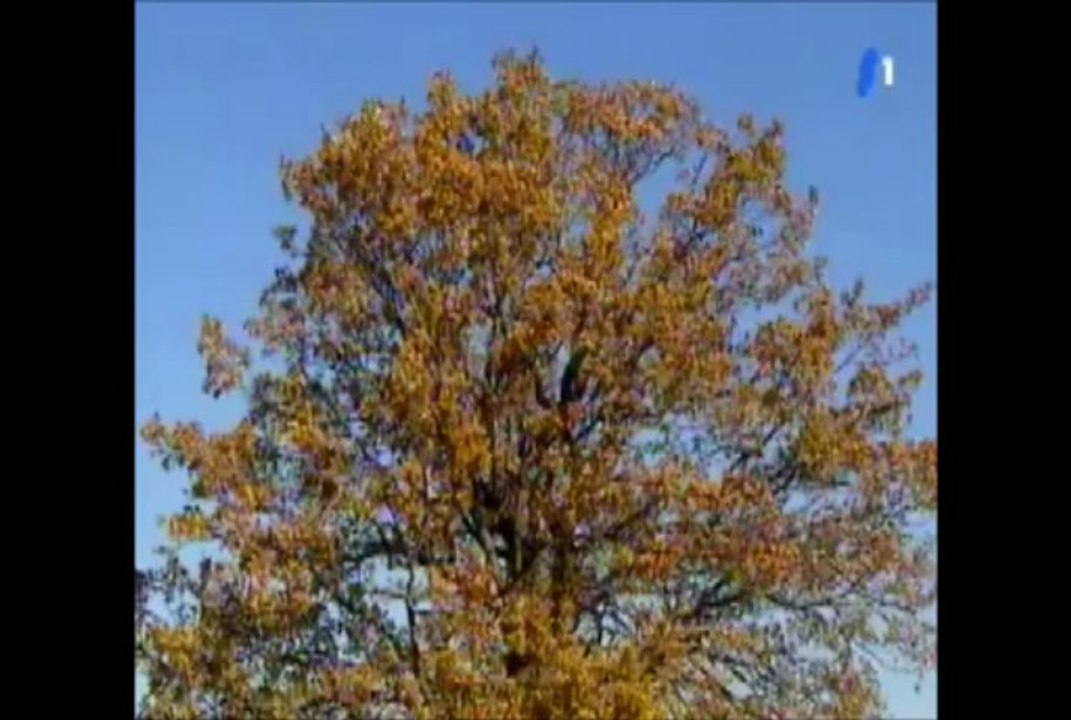 L'arbre du voyage