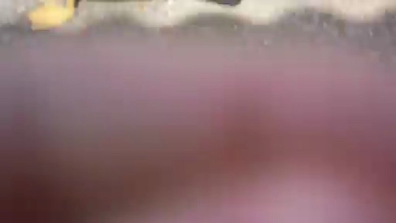 Le goéland Roger mange de la saucisse KNACKI