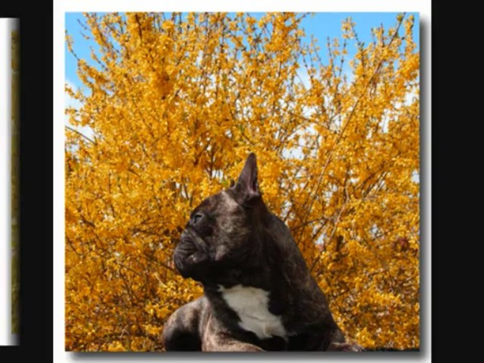 bouledogue