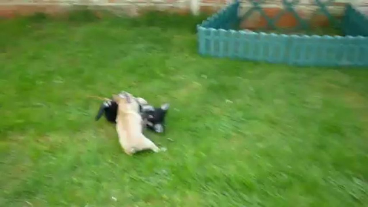 Chihuahua