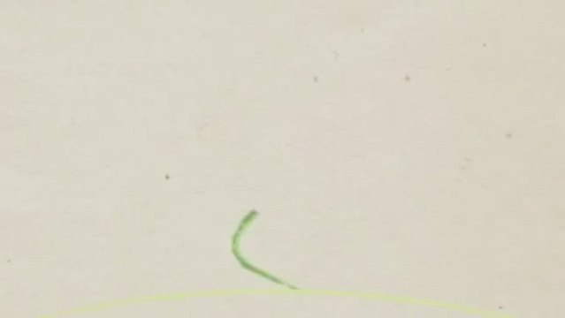 Skipper Tree Service (864) 580-3029