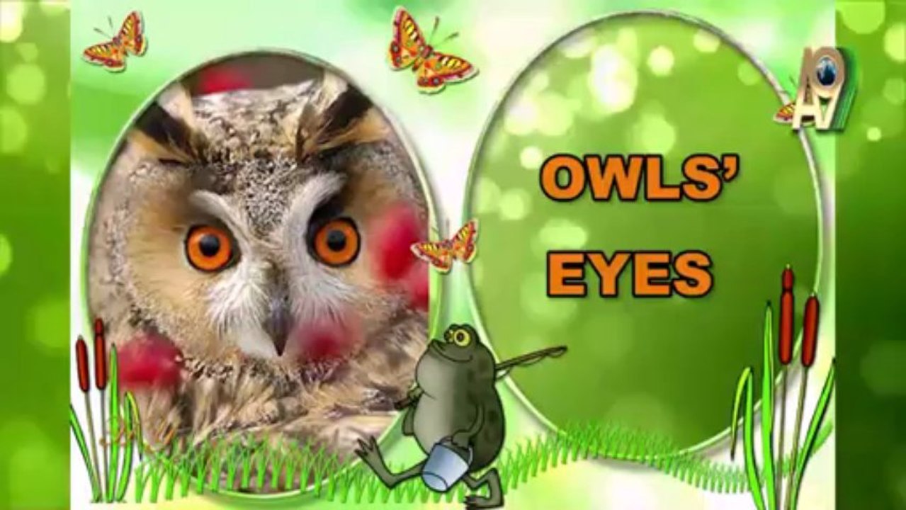Owls eyes