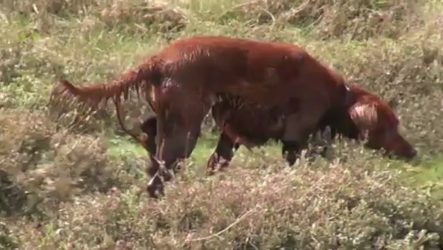 entre alouettes et vasières