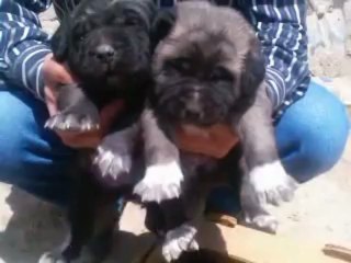 alaylı hacının corcun enikler 15 günlük oldular