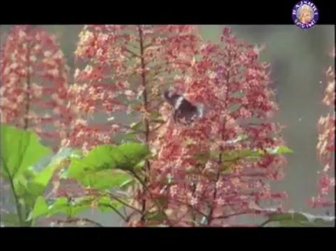 Hum Tum Dono JAB Mil Jayengeh, Ek Naya Itihaas Banyehgeh !Ek Duje Ke Liye (5-6-1981)