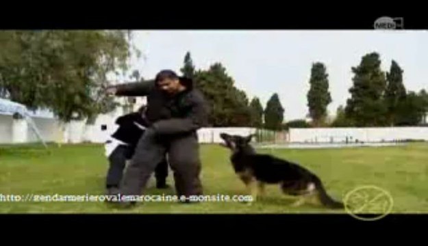 les services de lq gendarmerie royale marocaine الدرك الملكي