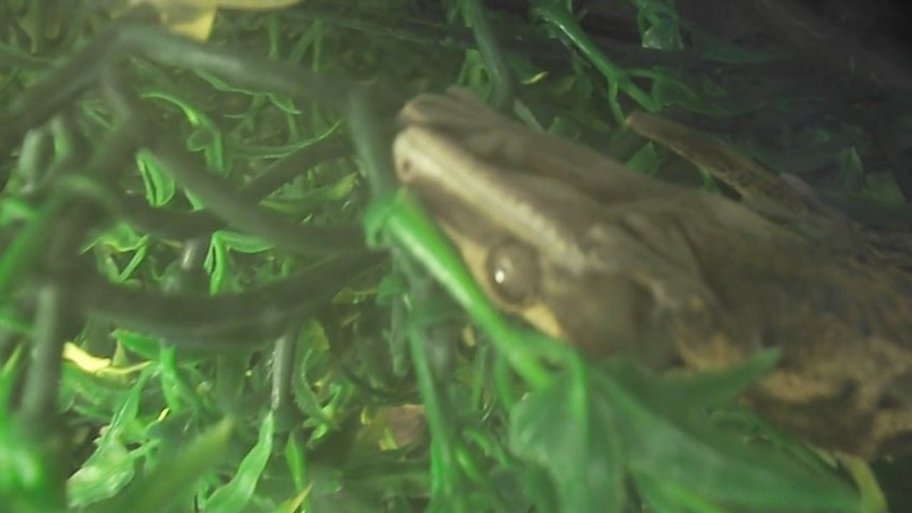 SPECTACLE GECKO 1