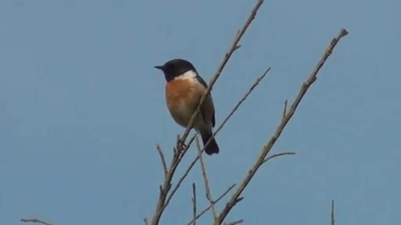 Les oiseaux de Cesson