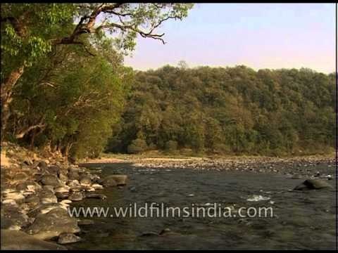The Ramganga River in Corbett National Park