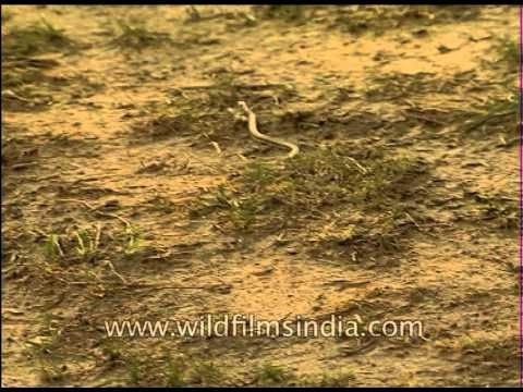A snake slithering on the ground in Corbett National Park