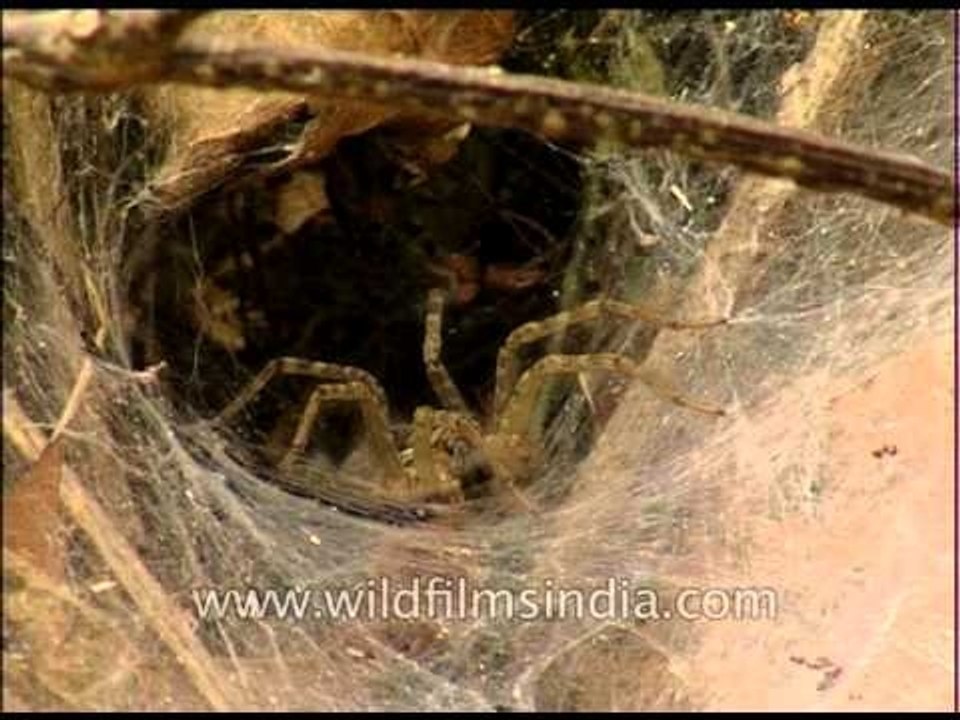 A spider in its web
