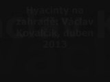 Hyacinty na zahradě: Václav Kovalčík, duben 2013