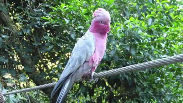 Diaporama Afrique du Sud - Route des Vins - Mars 2013