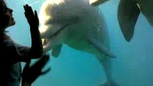 I MEET DOLPHINS ! (Mundo Marino)