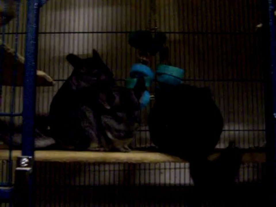 Chinchillas et jouet en loofah/cholla