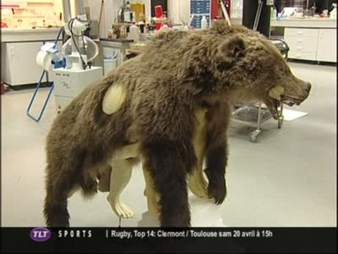 Cannelle : Naturalisation de l’ours (Toulouse)