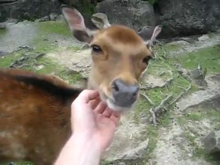 Friendly Deer * Biche amicale