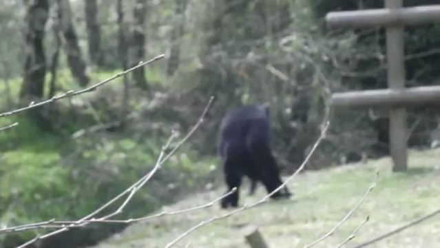 Siamang (grand gibbons) Zoo de la Boissière du doré (près de Nantes)