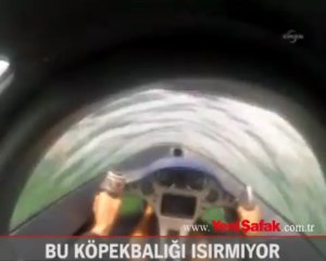 Bu köpekbalığı ısırmıyor!