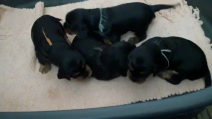 2013 04 24 - Chiots 17 jours jouent!!