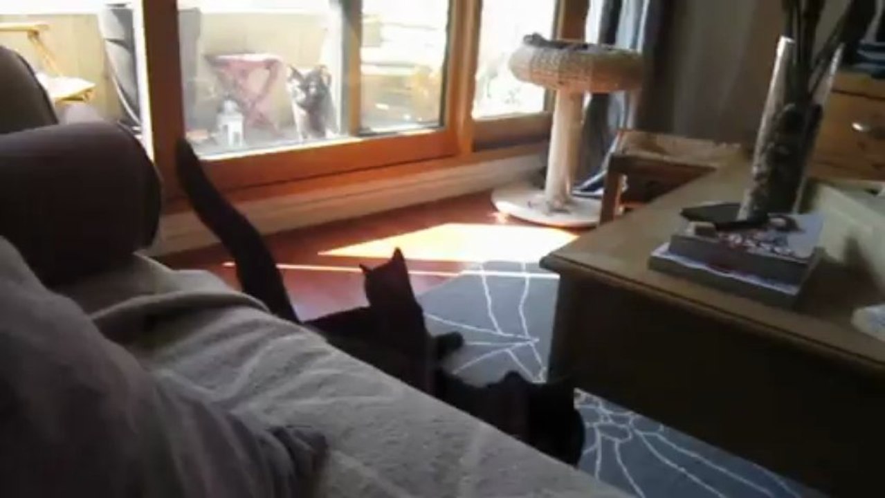 Sidonie le chat/chien