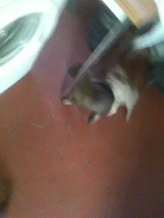 Chiots Geep et Elboy jeux dans la cuisine le 23.04.2013