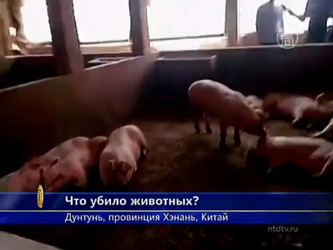 От чего умерли сотни собак и свиней в Китае?