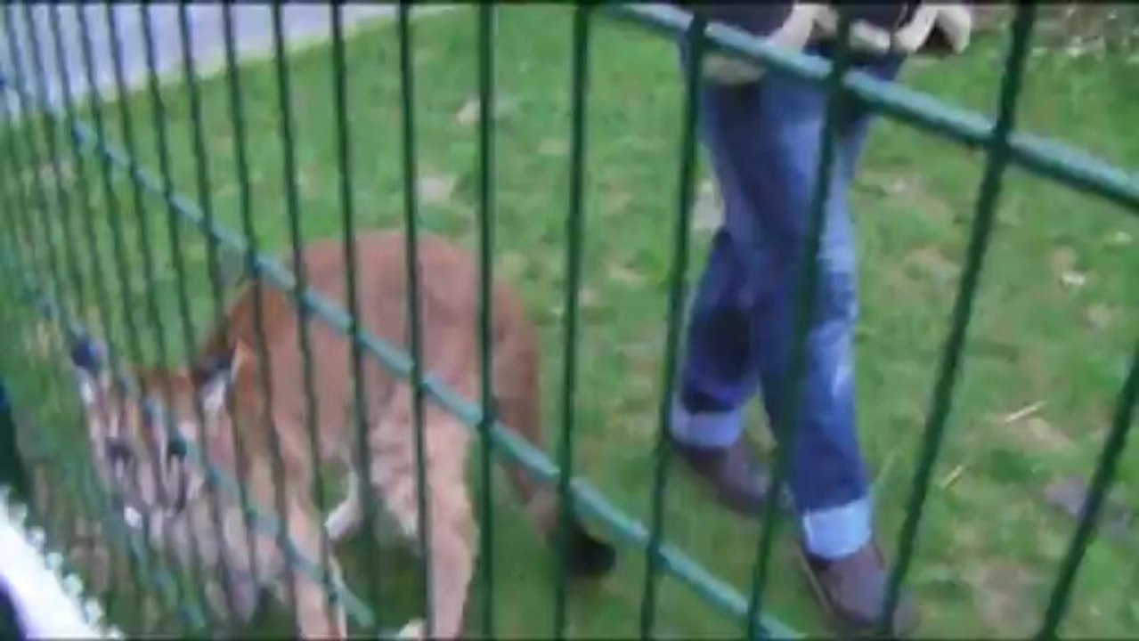 Insolite : Il a un puma comme animal de compagnie...
