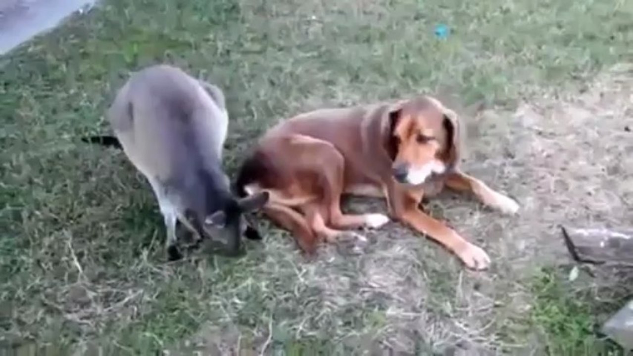 Cute kangaroo falls in love with a dog