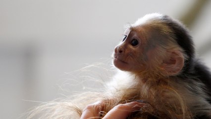 Is Justin Bieber Leaving His Pet Monkey in Germany Forever?