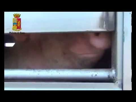 Polizia Stradale - Trasporto animali vivi (24.04.13)