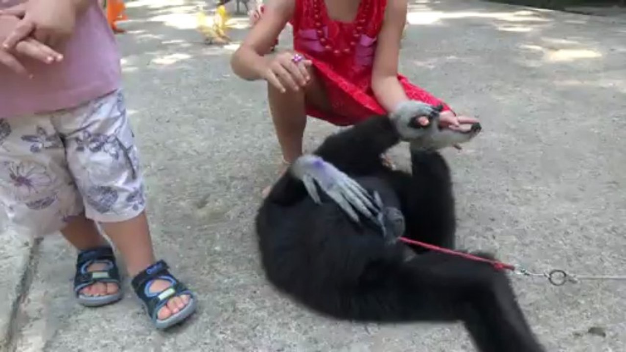 avec le singe Coca