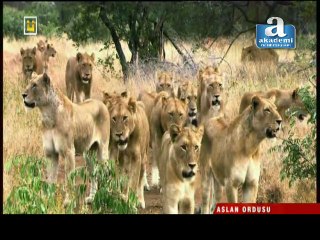 Belgesel - Aslan Ordusu